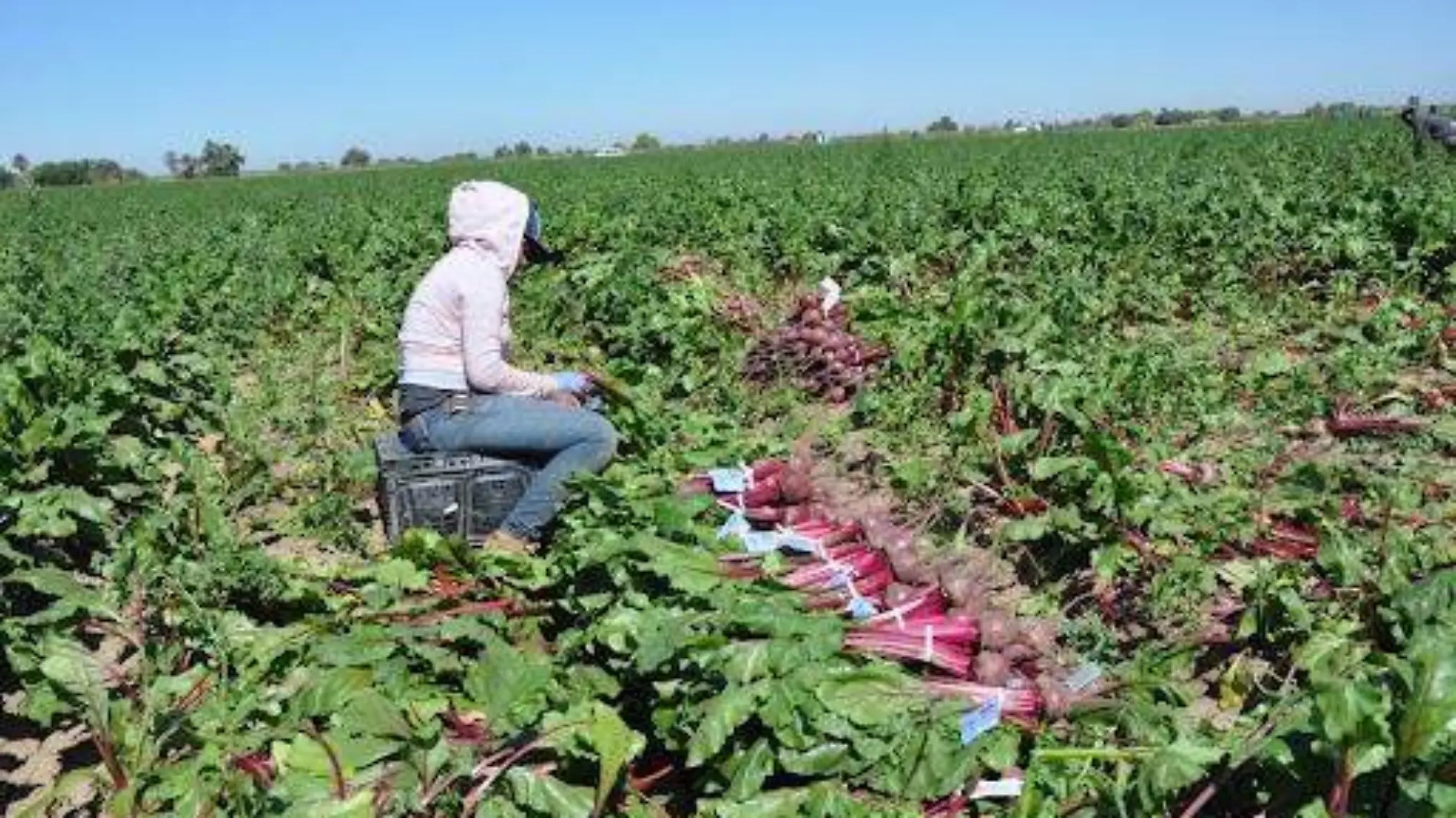 Los productores tienen menos de una semana para tramitar su permiso de siembra